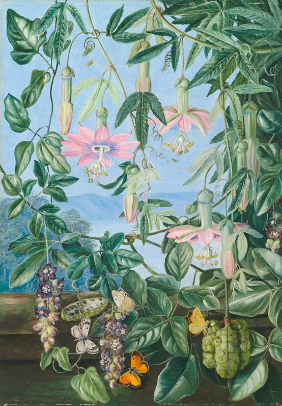  Two Climbing Plants of Chili and Butterflies. - Marianne North - Kew Gardens Bo